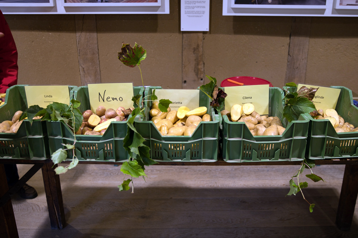 /2024/10/20-10-2024kartoffelg07.jpg