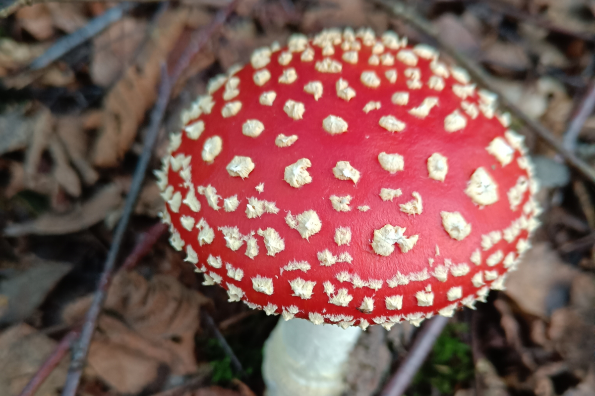 /Foto%20des%20Tages/09/29-09-2026bdt.jpg